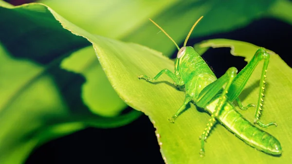 Achtergrond groene sprinkhaan op een blad. Sprinkhaan op een groen blad — Stockfoto