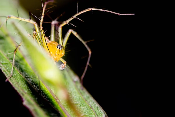 Araña de fondo sobre una hoja verde. Araña en una hoja verde — Foto de Stock