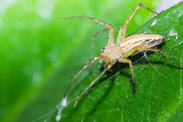 Araña de fondo sobre una hoja verde. Araña en una hoja verde — Foto de Stock