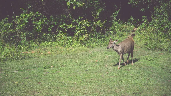 Veado a andar no relvado. No parque. Tailândia — Fotografia de Stock