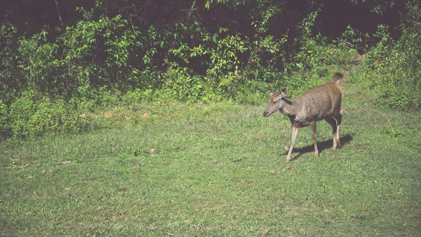 Cervi che camminano sul prato. Nel parco. Tailandia — Foto Stock