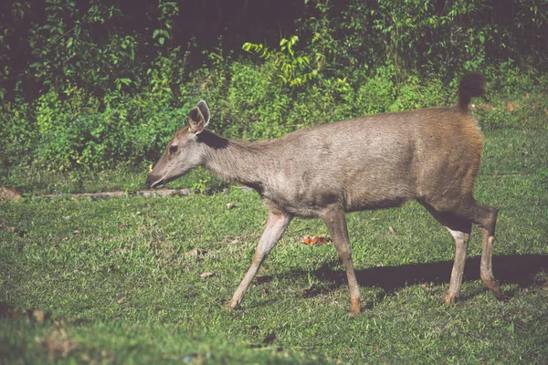 Cervi che camminano sul prato. Nel parco. Tailandia — Foto Stock