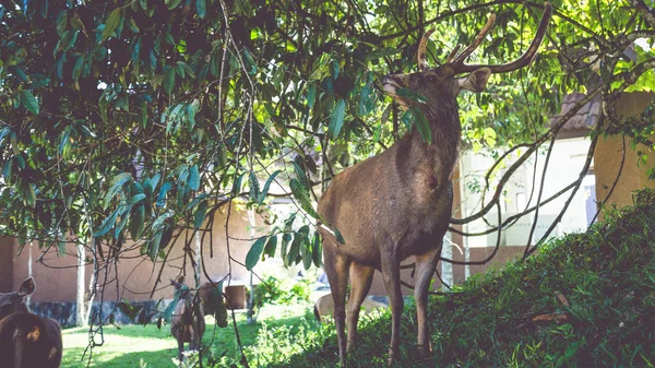 芝生の上を歩く鹿。公園でタイ — ストック写真