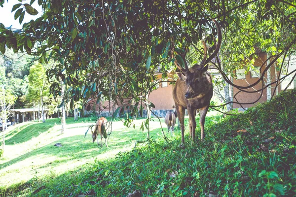 Szarvas séta a gyepen. A parkban. Thaiföld — Stock Fotó