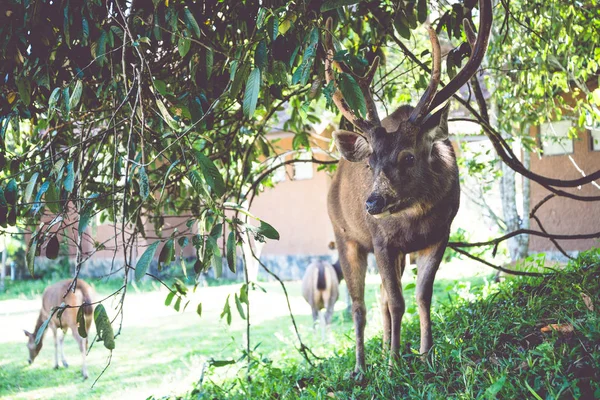 芝生の上を歩く鹿。公園でタイ — ストック写真