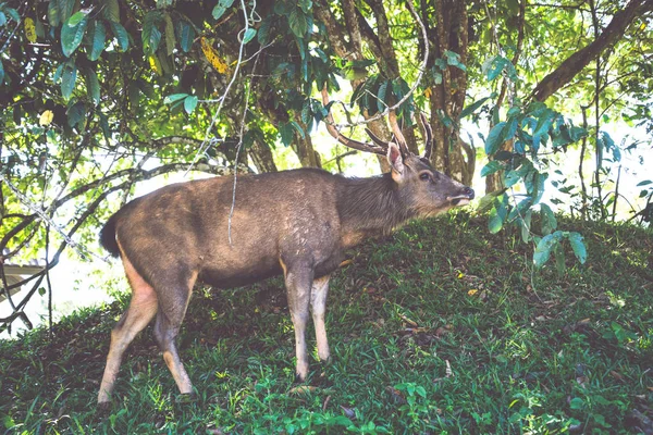 Rådjur går på gräsmattan. I parken. Thailand — Stockfoto