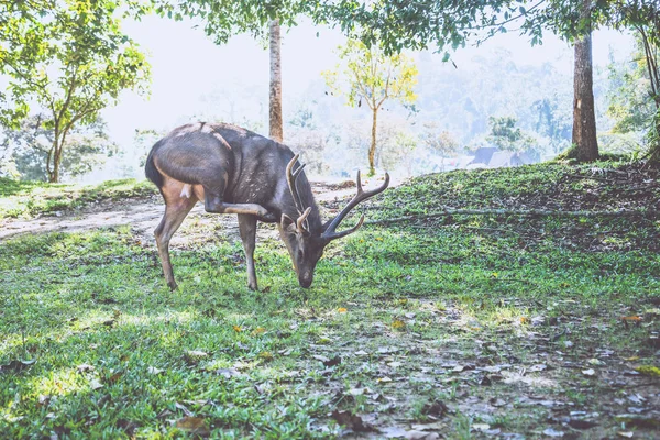 芝生の上を歩く鹿。公園でタイ — ストック写真