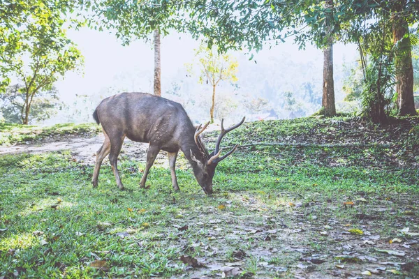 Szarvas séta a gyepen. A parkban. Thaiföld — Stock Fotó