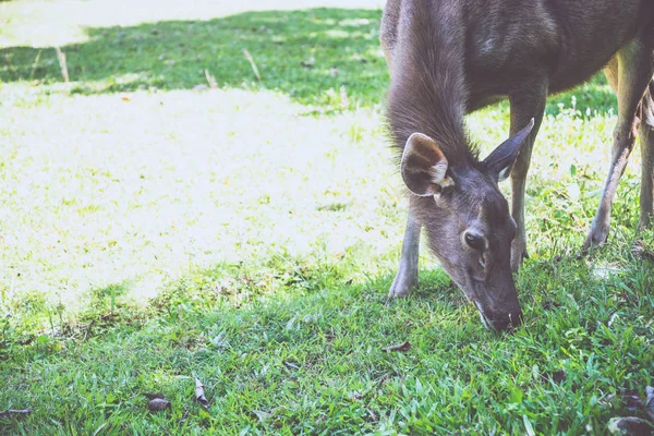 芝生の上を歩く鹿。公園でタイ — ストック写真