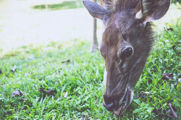 Des cerfs marchent sur la pelouse. Dans le parc. Thaïlande — Photo