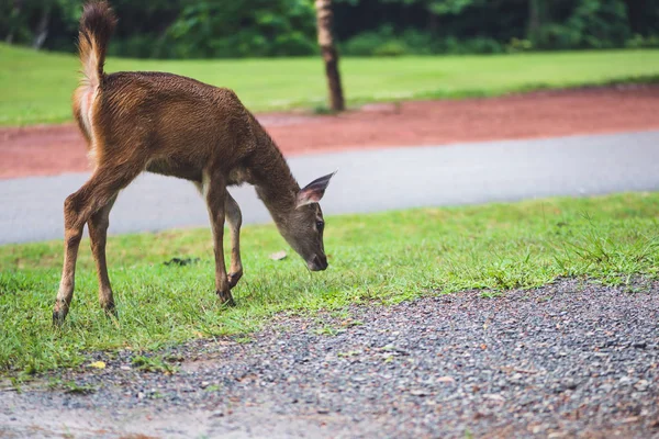 Rådjur går på gräsmattan. I parken. Thailand — Stockfoto