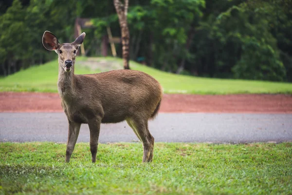 Cervi che camminano sul prato. Nel parco. Tailandia — Foto Stock