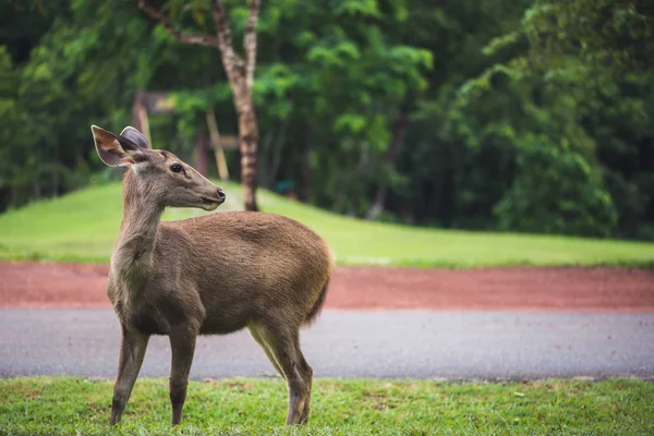 Cervi che camminano sul prato. Nel parco. Tailandia — Foto Stock