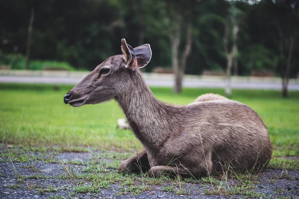 芝生の上を歩く鹿。公園でタイ — ストック写真