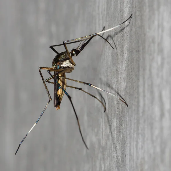 Mosquito de fondo posado en una pared de cemento. Mosquito, Dengue, enfermarse, enfermar . — Foto de Stock