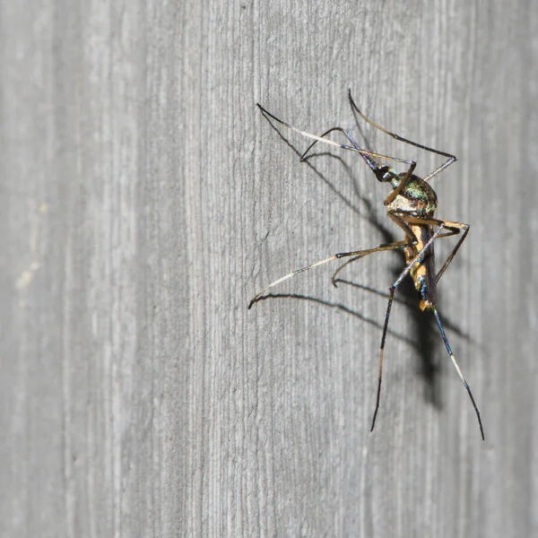 Mosquito de fondo posado en una pared de cemento. Mosquito, Dengue, enfermarse, enfermar . — Foto de Stock