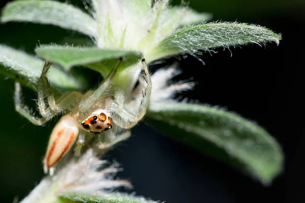 Achtergrond spin op een groen blad. Spider op een groen blad — Stockfoto