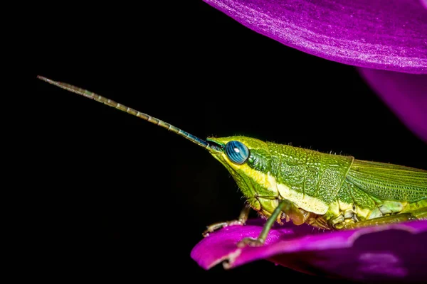 Achtergrond sprinkhaan groen neergestreken op een bloem. Zwarte achtergrond — Stockfoto