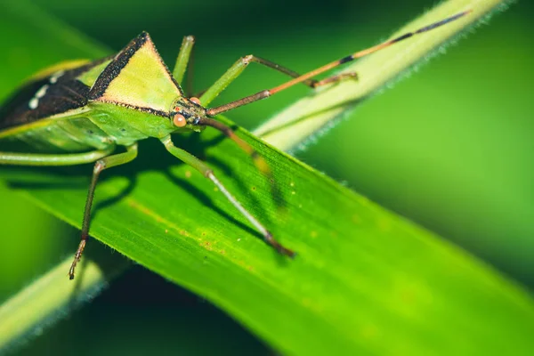 Insecto verde con rayas marrones. Isla sobre una hoja verde —  Fotos de Stock