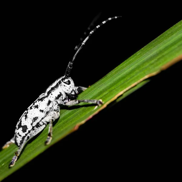 Tło biały i czarny owad perched na liściu. Czarne tło — Zdjęcie stockowe
