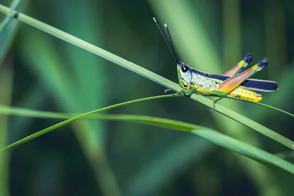 Fondo verde saltamontes en una hoja . — Foto de Stock