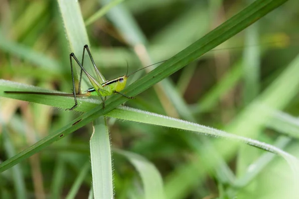 Achtergrond groene sprinkhaan op een blad. — Stockfoto