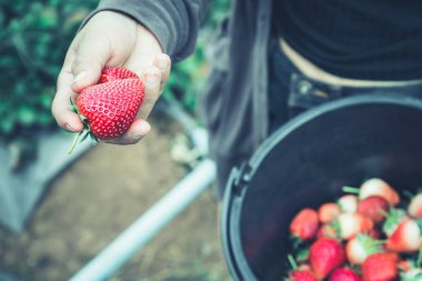 Taze çilek yakın çekim. elinde çilek tutarak