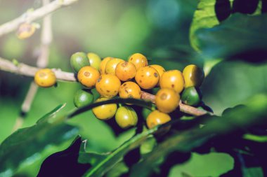 Kahve tarlasında kahve çekirdekli kahve ağacı. Sarı pigment türü. Kahve ağacı bahçesi. bahçe, meyve, sebze, tarım, doğa, kırsal, Orman, rota, yaz, doğa, açık hava, tatil, dinlenmek, tayland seyahat, arka plan.