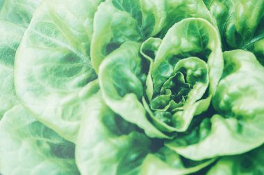 Doğal arka plan. marul bahçesi. Bahçeden yeni. arka plan, doğa, sebze. tarım, ağaç, yaprak, Sebze Salatası.