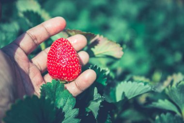 Taze çilek yakın çekim. elinde çilek tutarak. bahçede çilek. bahçe, meyve, sebze, tarım, doğa, kırsal, Orman, rota, yaz, doğa, açık hava, tatil, dinlenmek, seyahat Tayland.