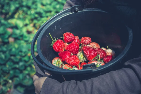 Kadın bahçıvan. Sepetteki çilek nasıl saklanır?.