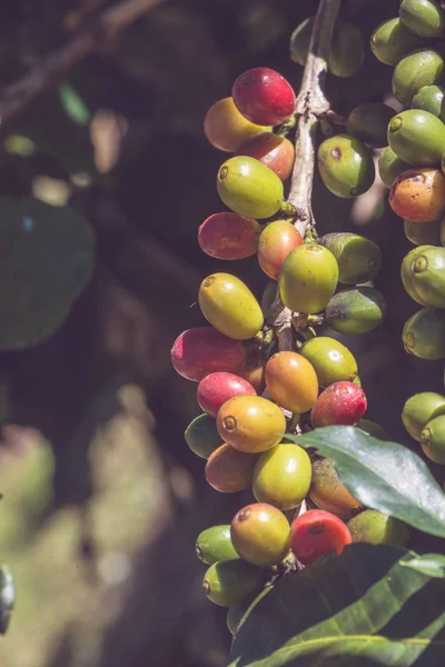 Cafetière avec grains de café sur la plantation de café. Jardin d'arbres à café. jardin, fruits, légumes, agriculture, nature, campagne, forêt, route, été, nature, plein air, vacances, détente, voyage Thaïlande, arrière-plan . — Photo