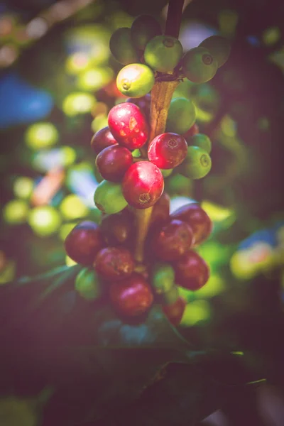 Cafetière avec grains de café sur la plantation de café. Jardin d'arbres à café. jardin, fruits, légumes, agriculture, nature, campagne, forêt, route, été, nature, plein air, vacances, détente, voyage Thaïlande, arrière-plan . — Photo