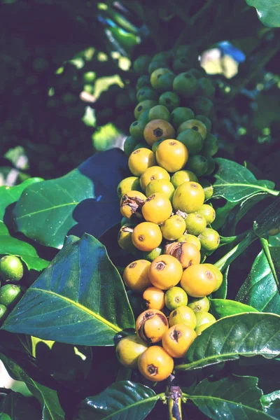 Kahve tarlasında kahve çekirdekli kahve ağacı. Sarı pigment türü. Kahve ağacı bahçesi. bahçe, meyve, sebze, tarım, doğa, kırsal, Orman, rota, yaz, doğa, açık hava, tatil, dinlenmek, tayland seyahat, arka plan.