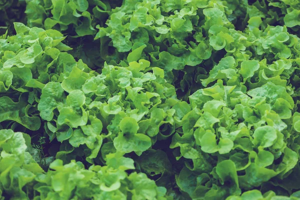 Natural background. lettuce garden. Fresh from the garden. background, nature, vegetables. agriculture, tree, leaves, Vegetable Salad.