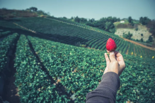 Fresh strawberries closeup. holding strawberry in hands. strawberries in the garden. garden, fruit, vegetables, agriculture, nature, countryside, Forest, route, summer, nature, outdoor, holiday, relax, travel Thailand. — Stock Photo, Image