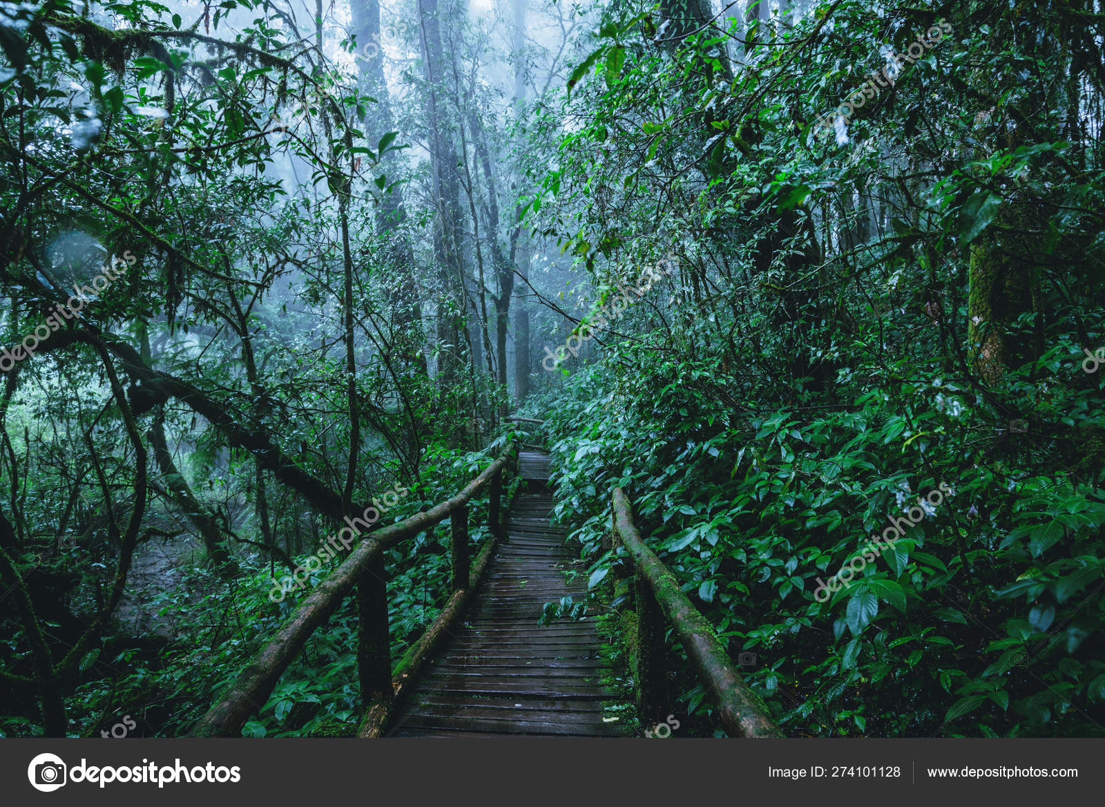 Green Moss Rocks Forest Rainy Day Stock Photo by ©valdisskudre 334868034