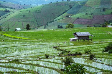 Dağdaki peyzaj alanı. Yağmur mevsiminde. Kırsal daki köy. Yeşil pirinç tarlalarırainy sezon, Yağmur, kırsal, Orman yağmurlu, rota, yaz, doğa, açık hava, tatil, dinlenmek, seyahat Tayland.