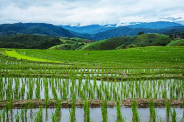 Dağda peyzaj alanı. Yağmurlu sezonda. Köy