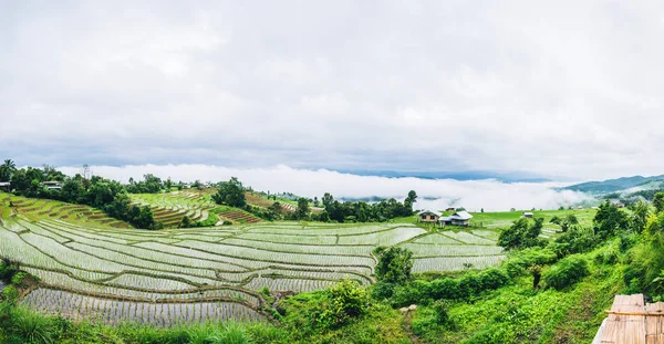 Travel Rainy Season landscape of Rice Terraces at Ban Papongpieng