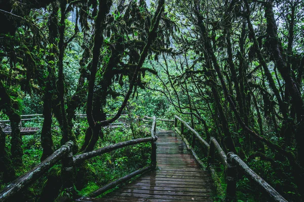 Árboles y bosques En la cordillera Bosque lluvioso Musgo verde y madera — Foto de Stock