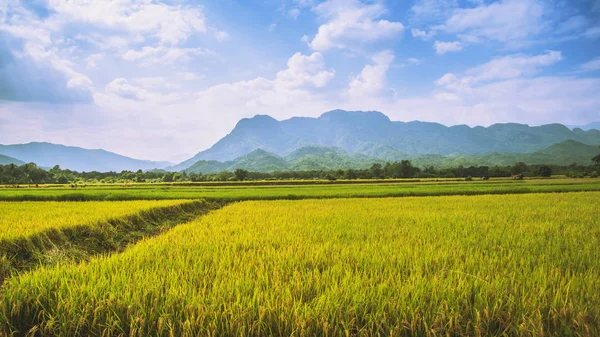 Fond paysage riz or jaune. Pendant la saison des récoltes. Thailand asiatique. Saison des pluies, Pluie, campagne, Forêt pluvieuse, route, été, nature, plein air, vacances, relax, voyage Thaïlande . — Photo
