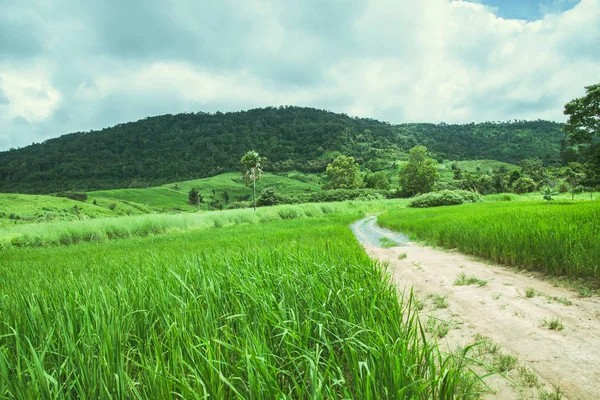 background landscape Green rice. During the growing season. plant rice on the Moutain. Asian thailand. Green rice fieldsrainy season, Rain, countryside, Forest rainy, route, summer, nature, outdoor, holiday, relax, travel Thailand.