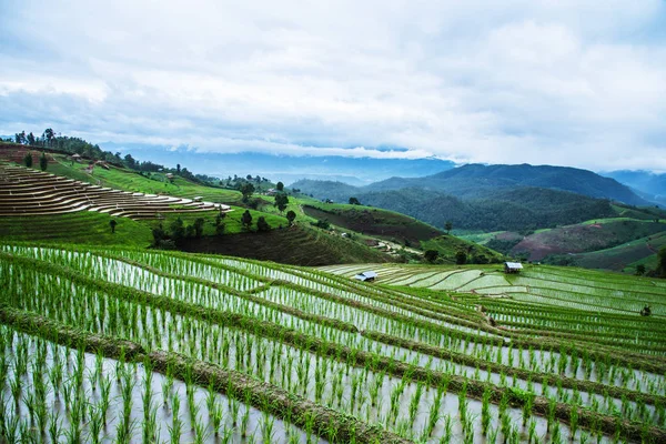 Travel Rainy Season landscape of Rice Terraces at Ban Papongpieng — Stock Photo, Image