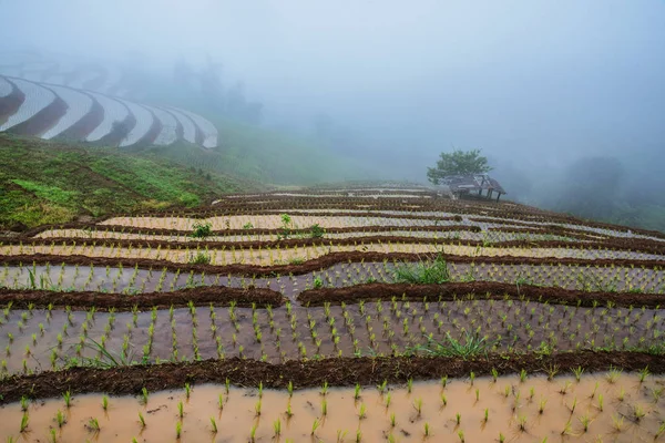 Landscape rice field Nature Tours On a mountain with a terraced