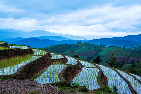 Landscape rice field Nature Tours On a mountain with a terraced