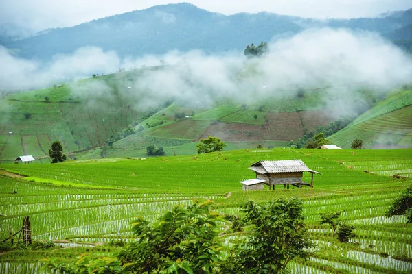 Viajes Paisaje de temporada lluviosa de terrazas de arroz en Ban Papongpieng —  Fotos de Stock