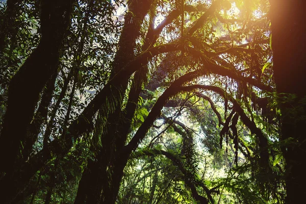 Alberi e foreste Nella gamma Foresta pluviale Muschio verde alla natura di Angka — Foto Stock