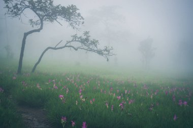 Duvar kağıdı arka bahçe parkı açık sis aşağı çiçek bahçesi Curcuma sessilis... tayland Tropikal ormanlar. Dağ, yağmur mevsimi, Yağmur, kırsal, Orman yağmurlu, rota, yaz, doğa, macera, açık hava, tatil, dinlenmek, seyahat Tayland.