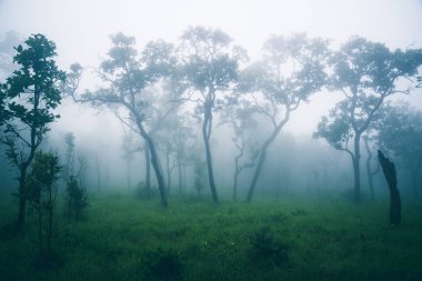 Duvar kağıdı arka bahçe parkı açık Mist.tayland Tropikal ormanlar. seyahat doğa. Seyahat rahatlayın. Seyahat dokunmatik sis Dağ Rainy sezon seyahat.